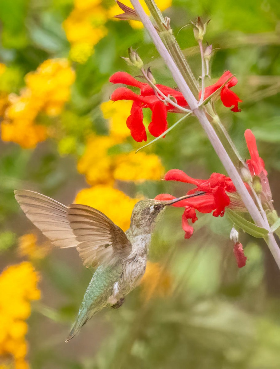 Anna's Hummingbird - ML659597477