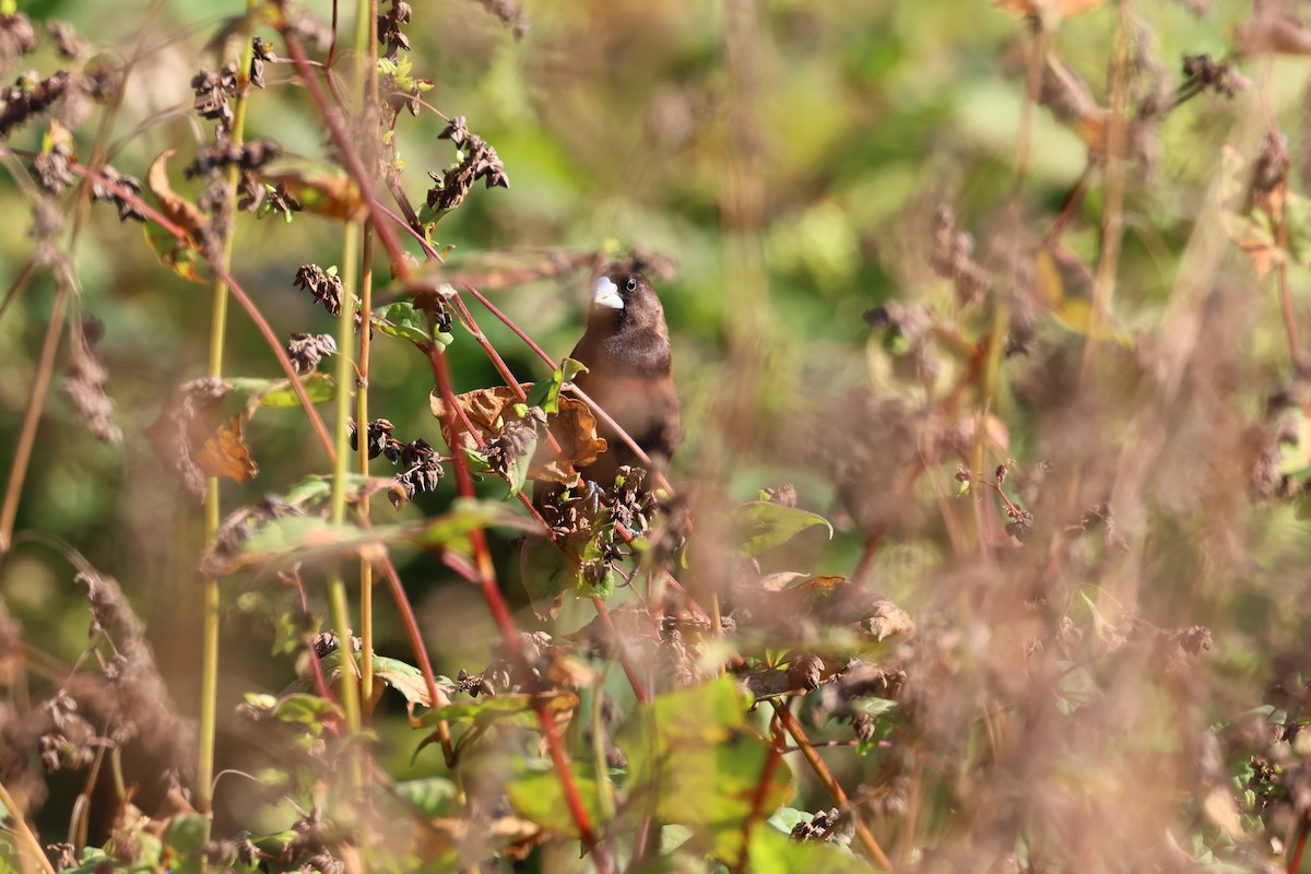 Chestnut Munia - ML659598566