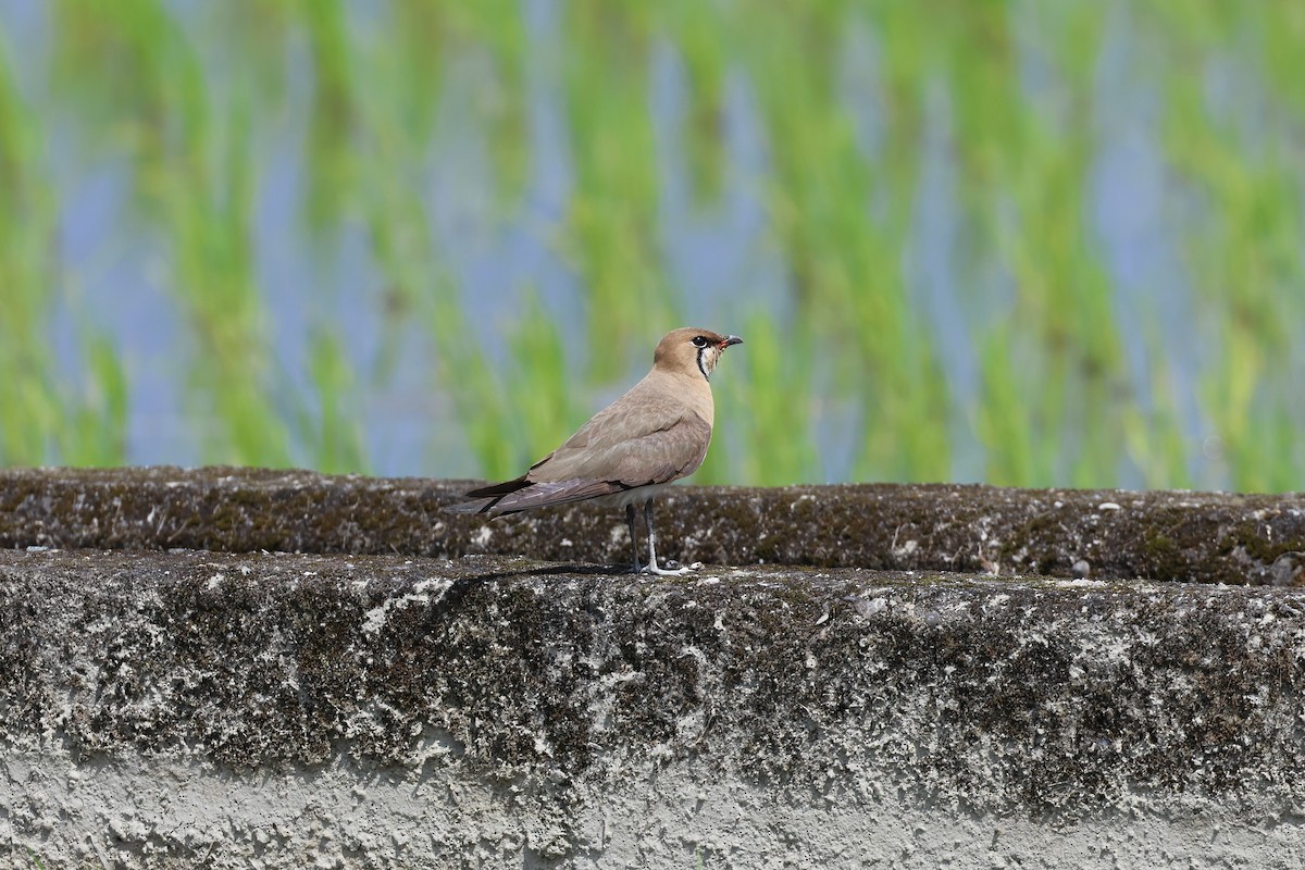 Oriental Pratincole - ML659598571