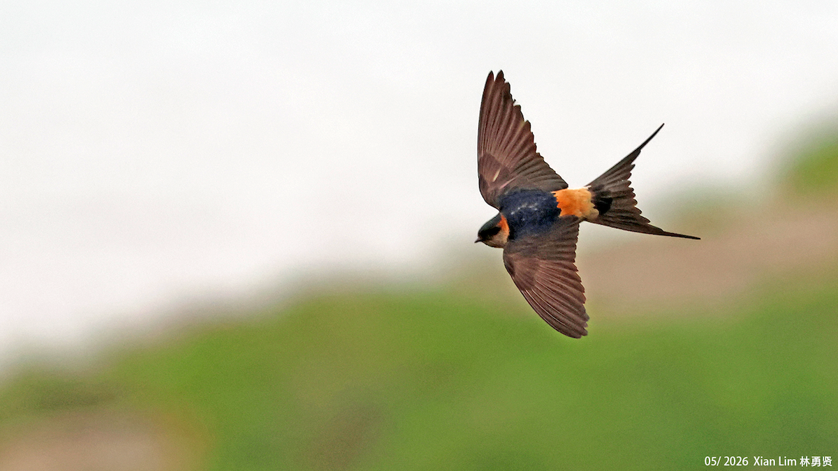 Eastern Red-rumped Swallow - ML659598648