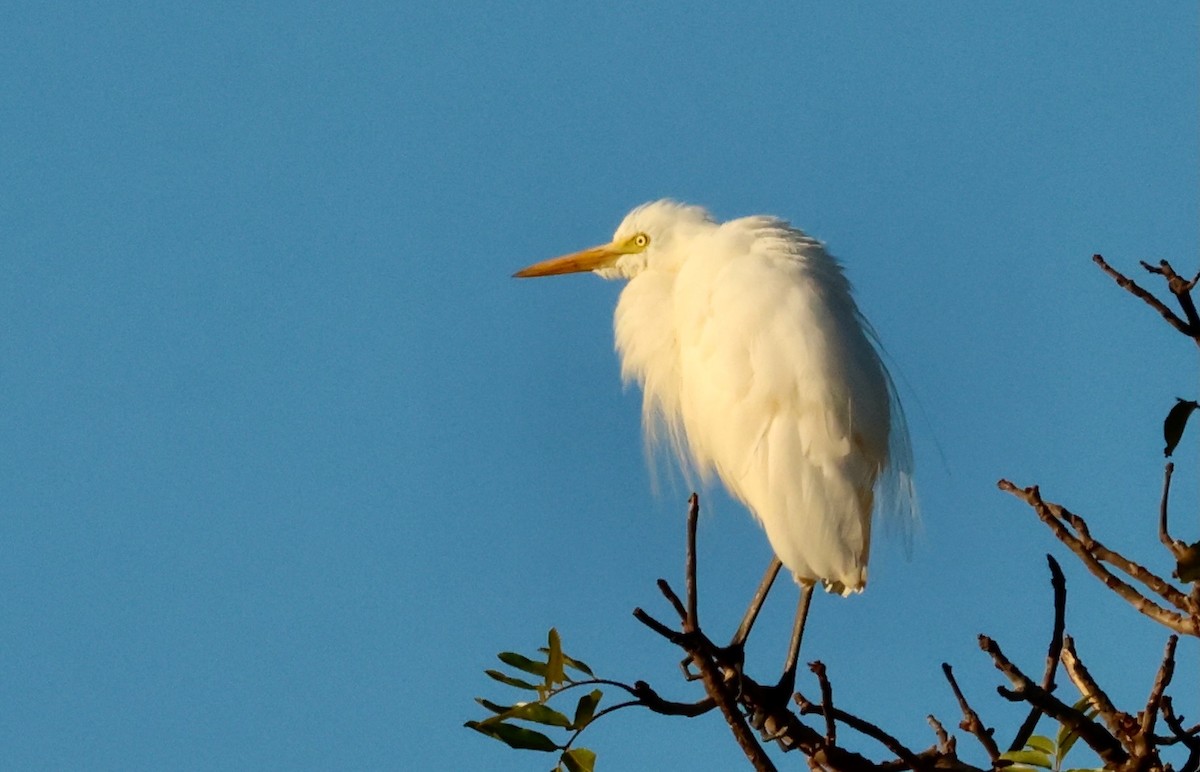 Eastern Cattle-Egret - ML659598687