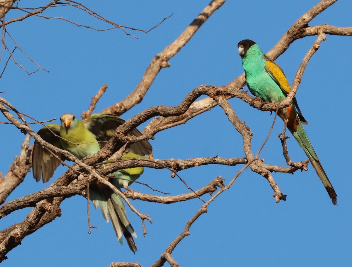 Hooded Parrot - ML659598707