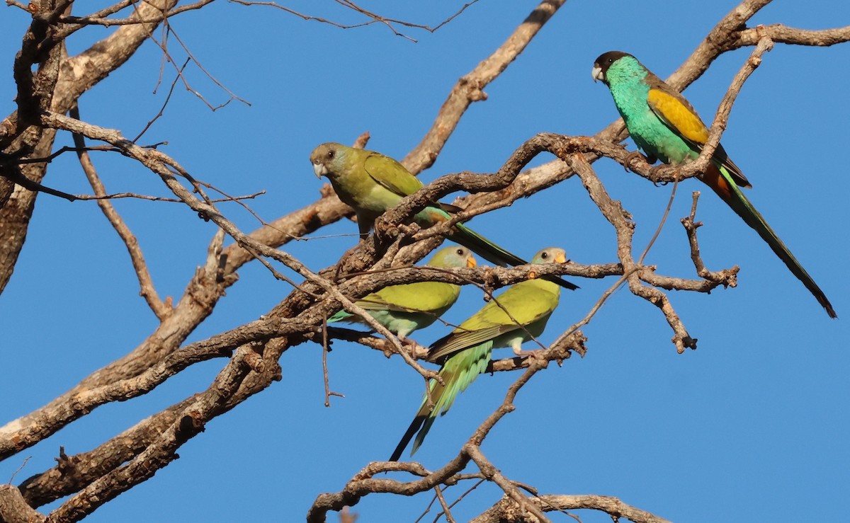 Hooded Parrot - ML659598718