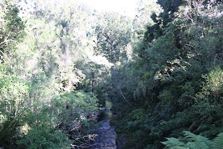 Waitakere Ranges -- Cascade Kauri Park, Waitakere City, Auckland, New ...
