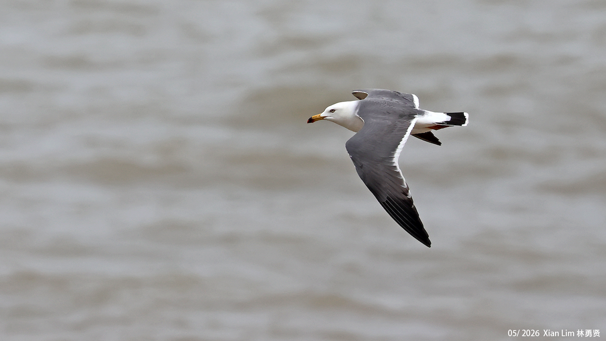 Black-tailed Gull - ML659598761