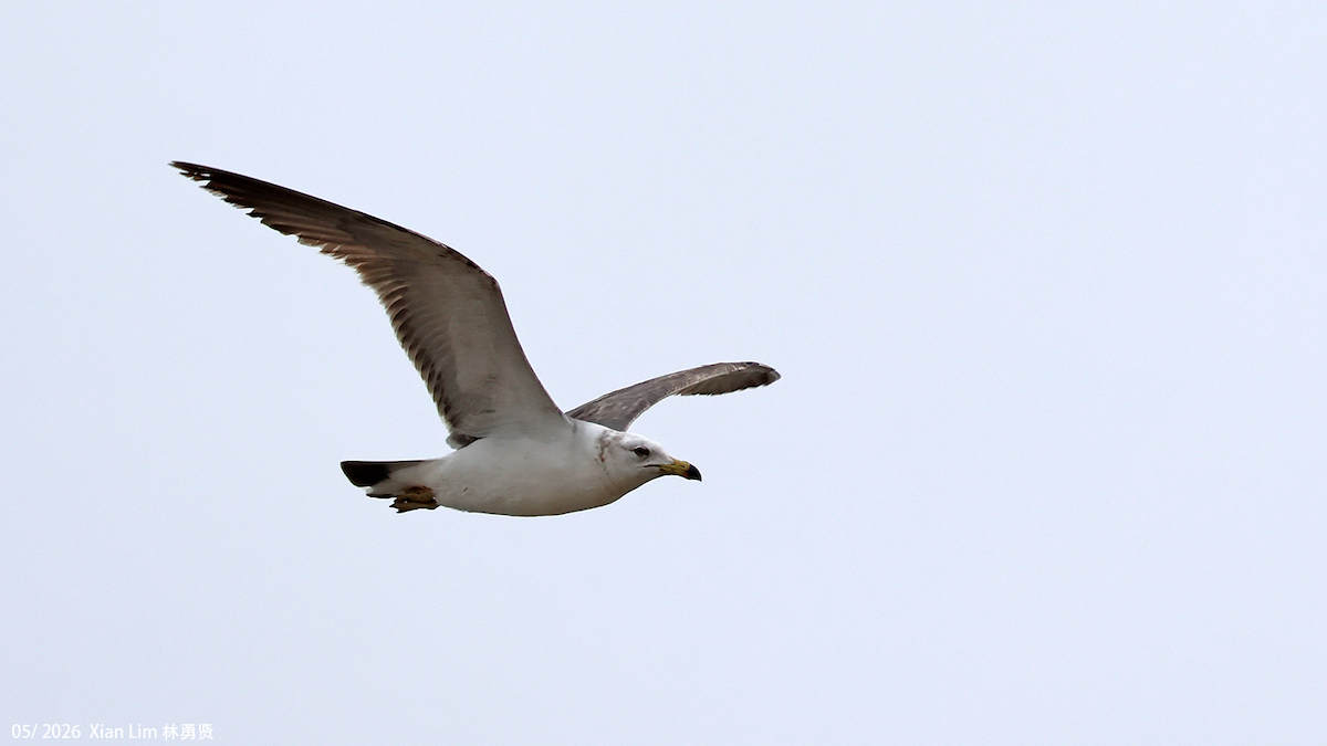 Black-tailed Gull - ML659598762