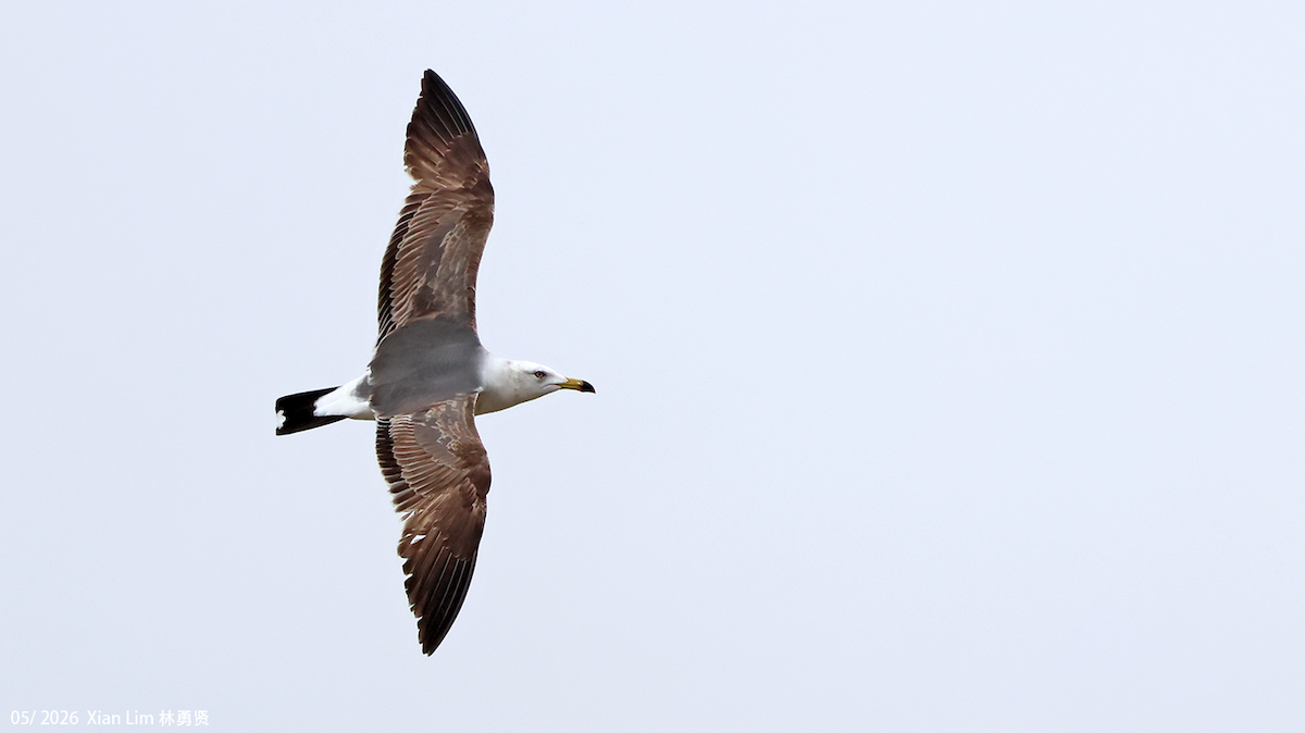 Black-tailed Gull - ML659598763