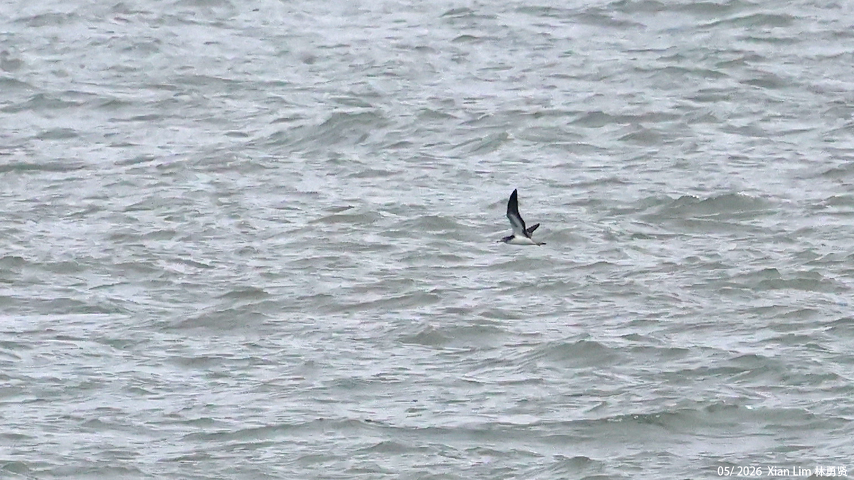 Streaked Shearwater - ML659598769