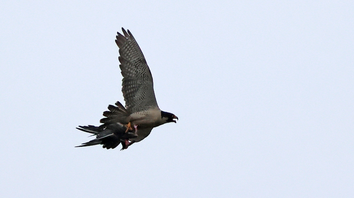 Peregrine Falcon - ML659598771