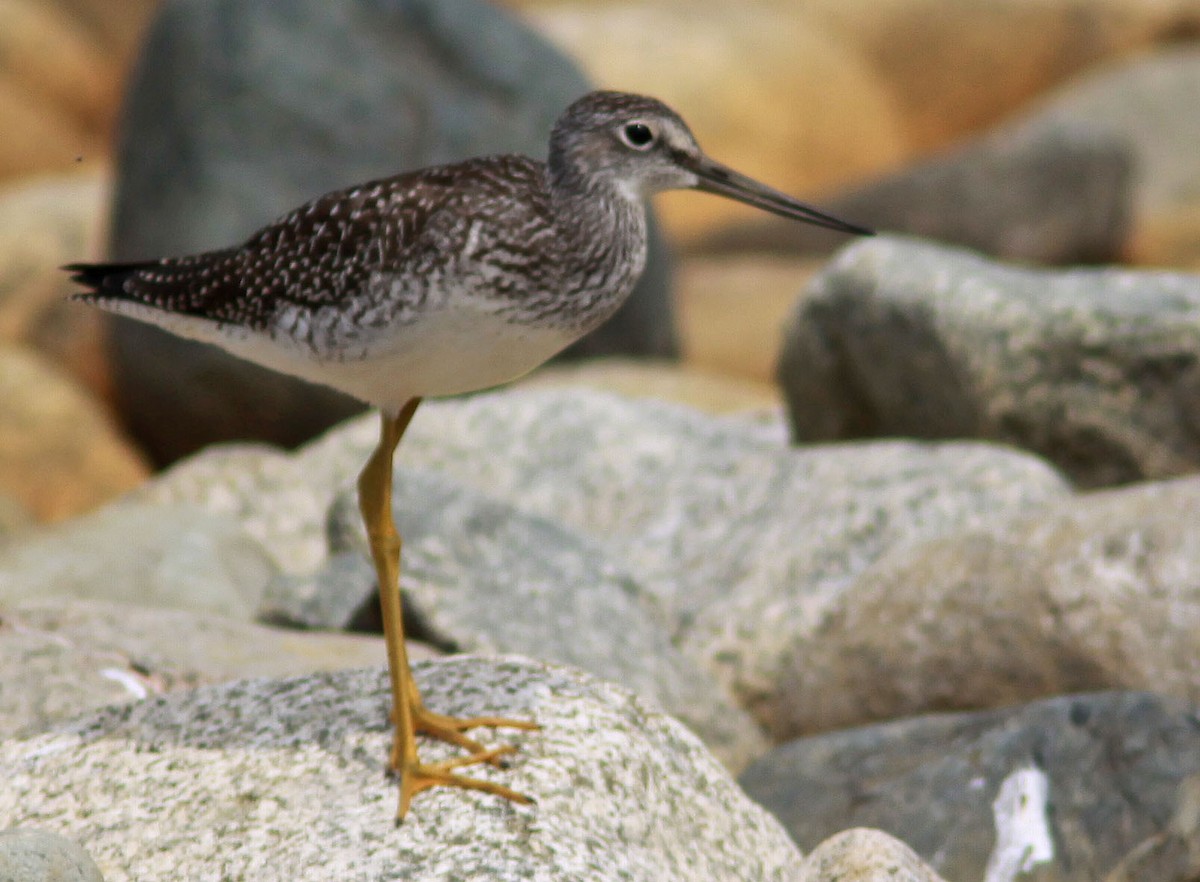 Greater Yellowlegs - Gilles Ethier