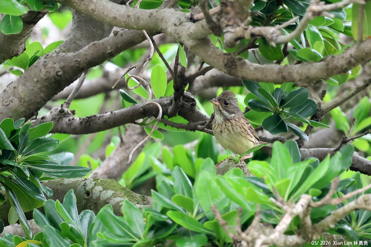 Black-faced Bunting - ML659598811