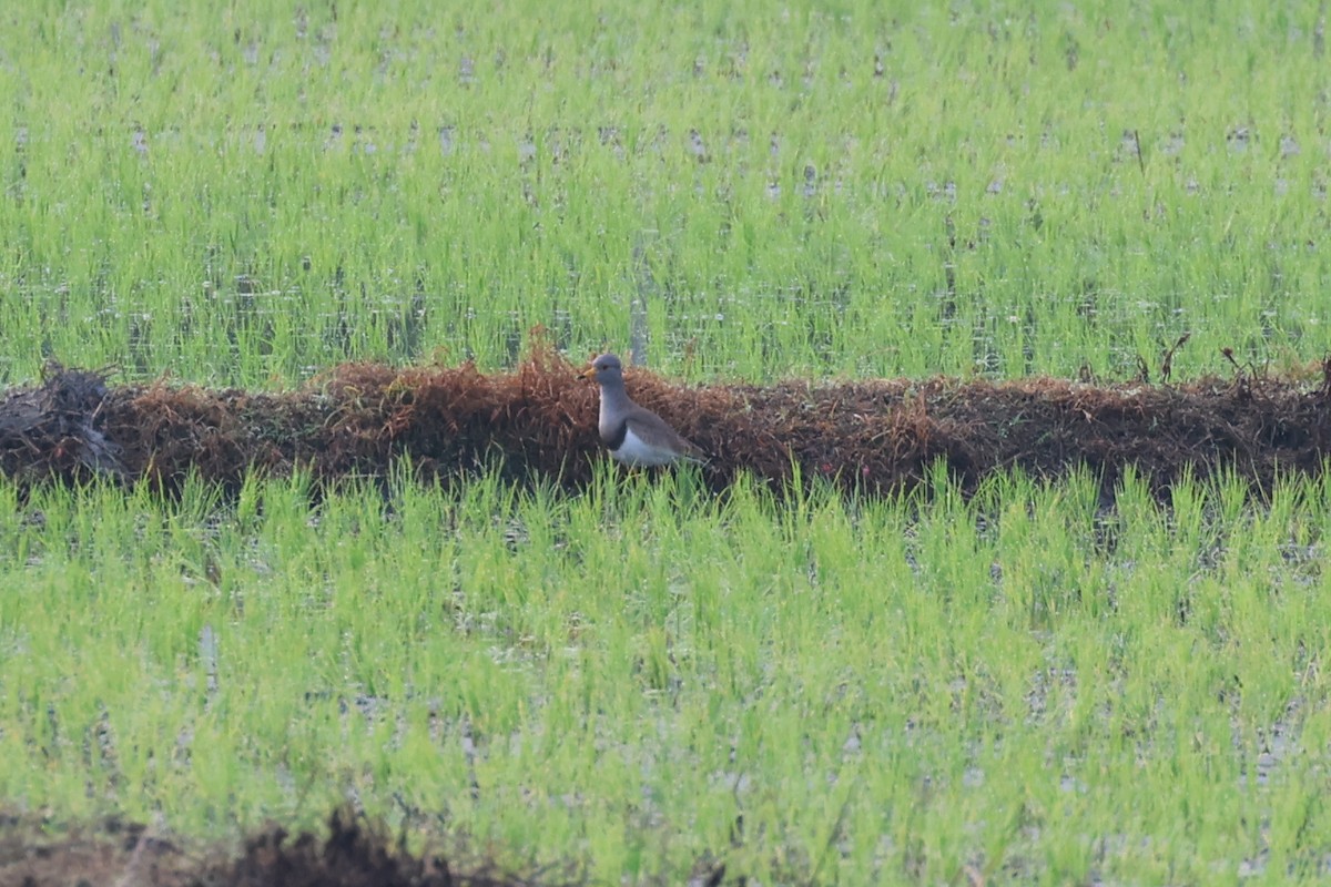 Gray-headed Lapwing - ML659598906