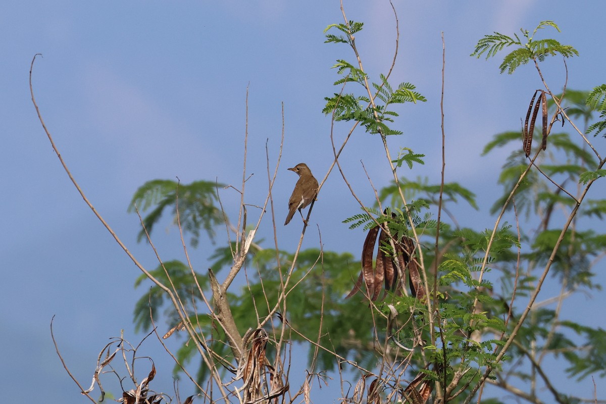 Brown-headed Thrush - ML659599003
