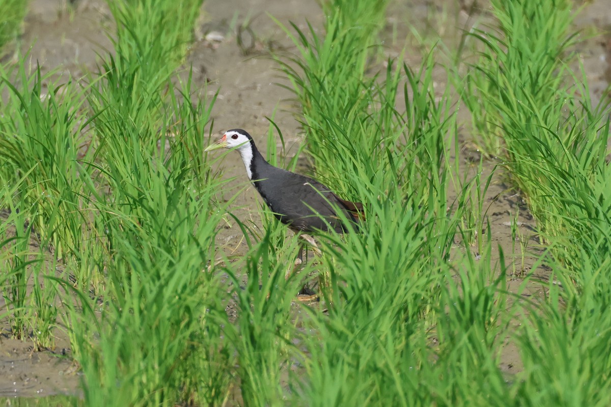 White-breasted Waterhen - ML659599008