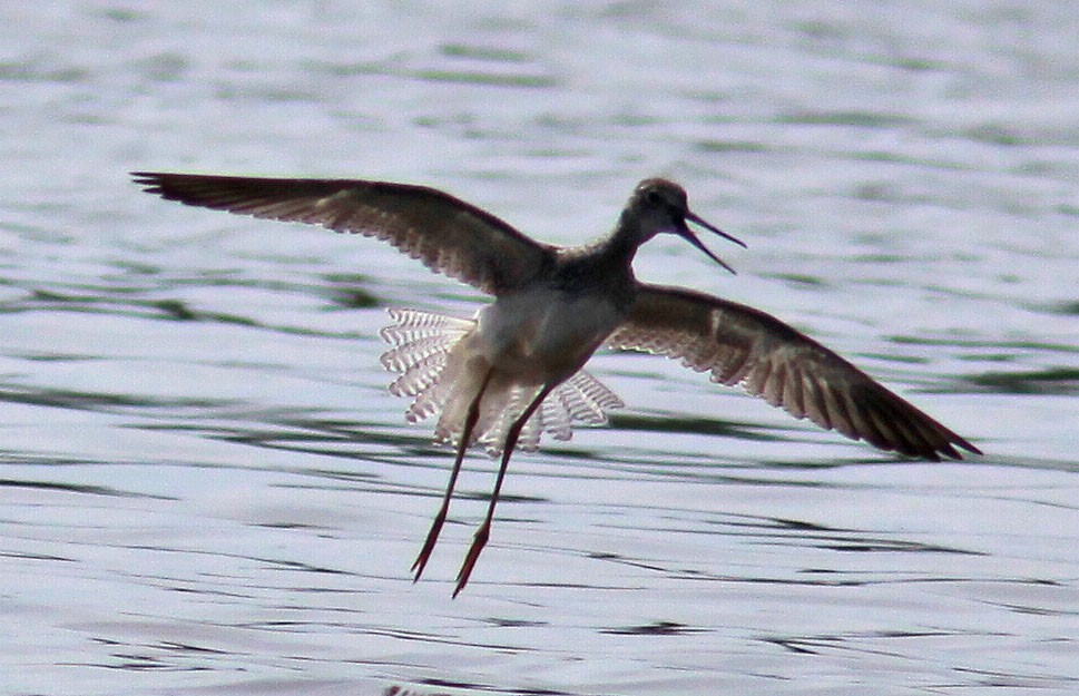 Greater Yellowlegs - ML65959901