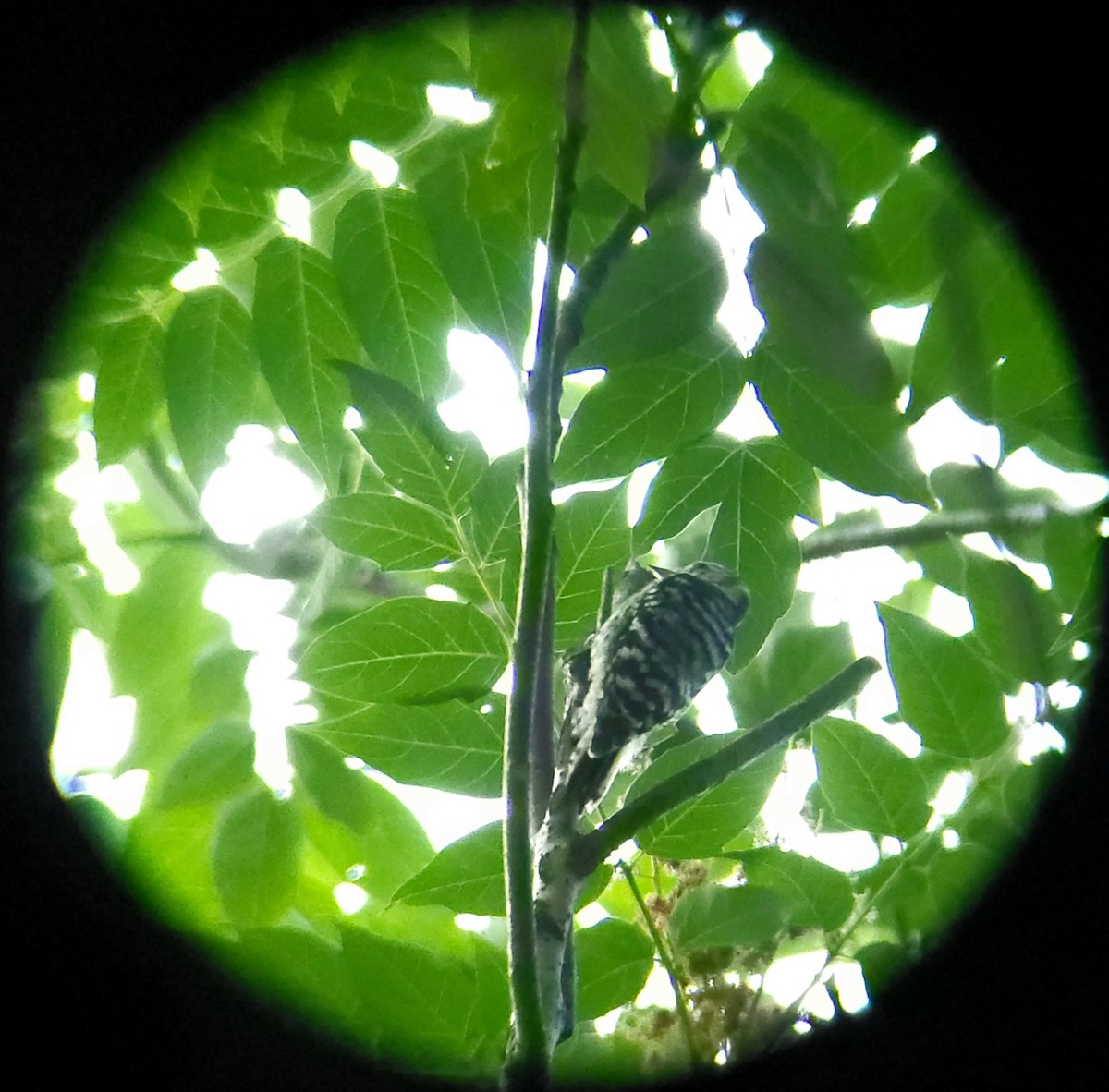 Japanese Pygmy Woodpecker - ML659599416