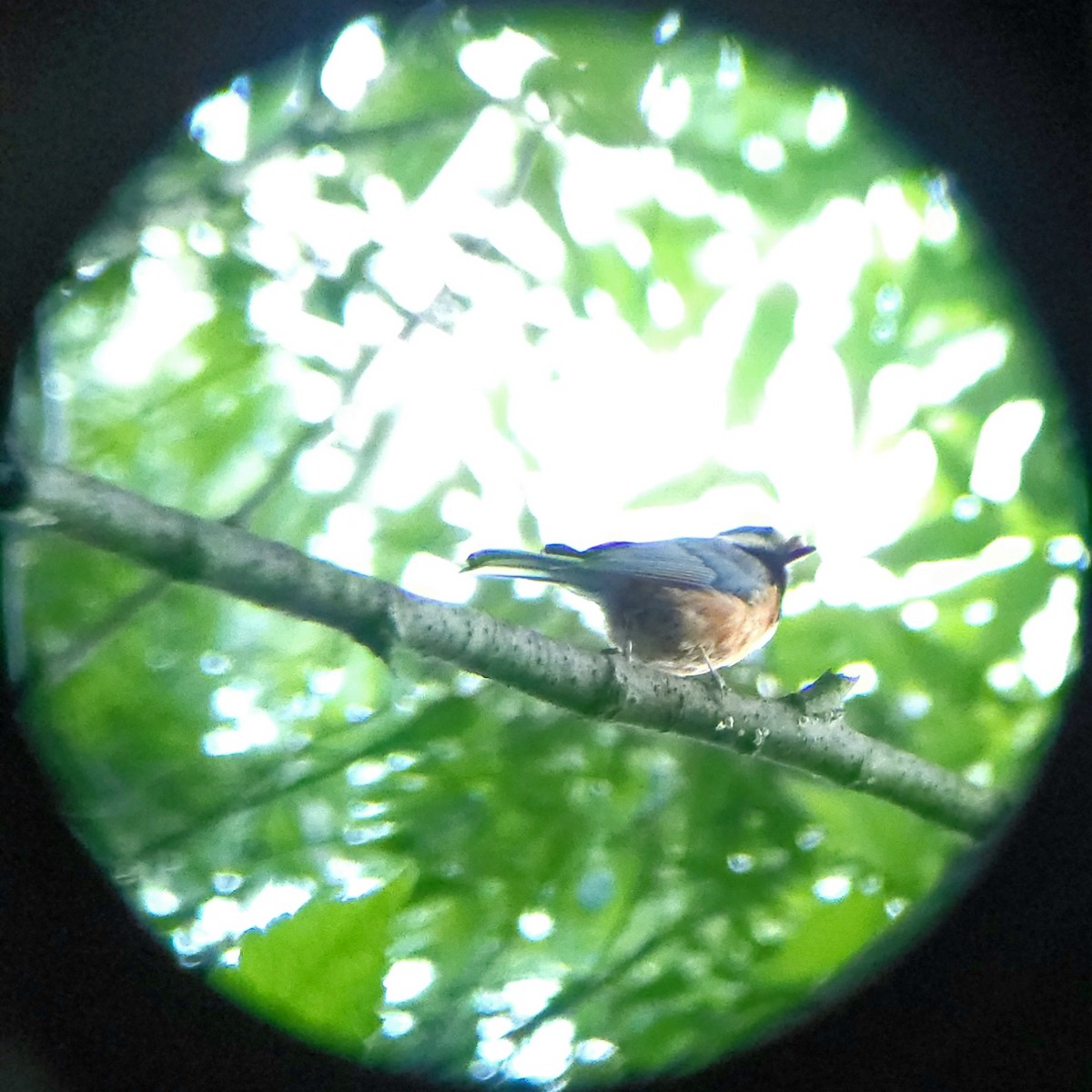 Varied Tit - ML659599440