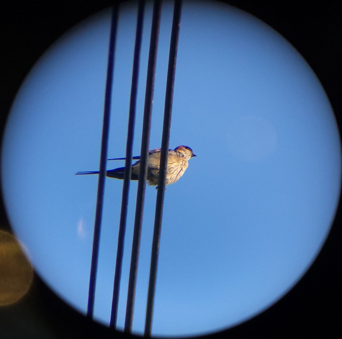 Eastern Red-rumped Swallow (Daurian) - ML659599442