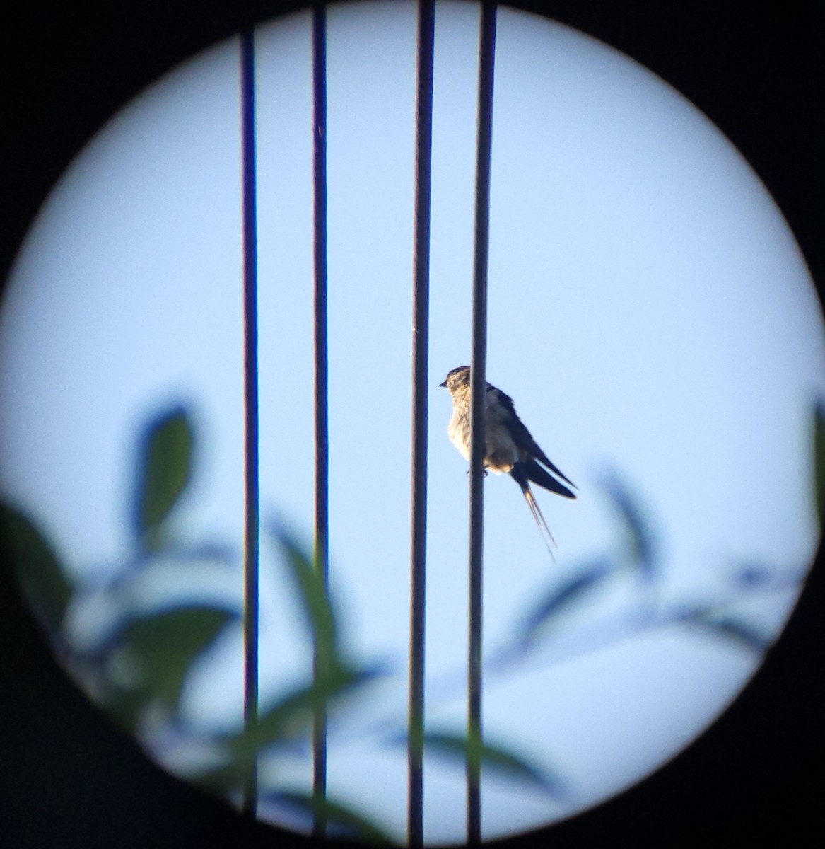 Eastern Red-rumped Swallow (Daurian) - ML659599443