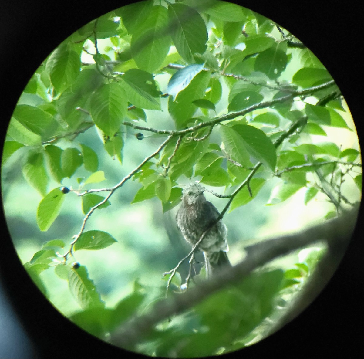 Brown-eared Bulbul - ML659599454