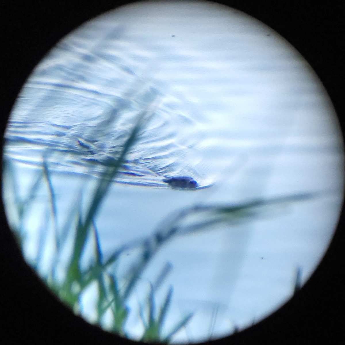 Eurasian Otter - ML659599476