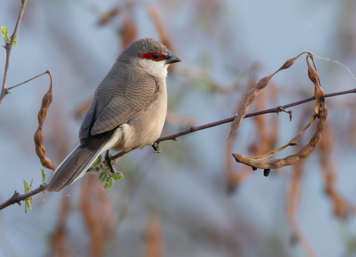 Arabian Waxbill - ML659599537