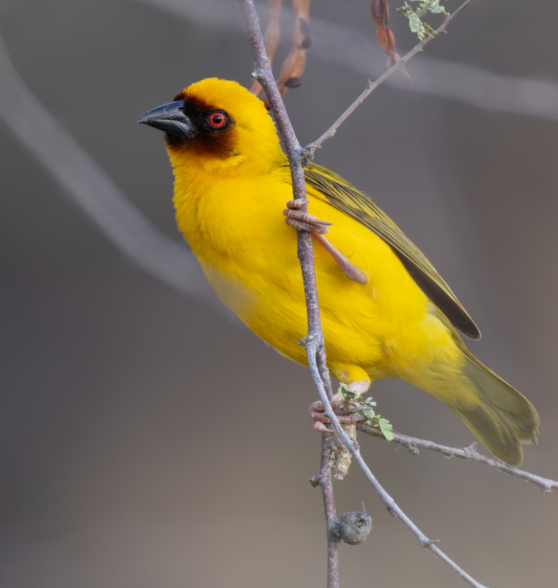 Rüppell's Weaver - ML659599538
