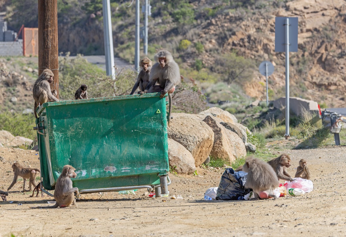 Hamadryas Baboon - ML659599608