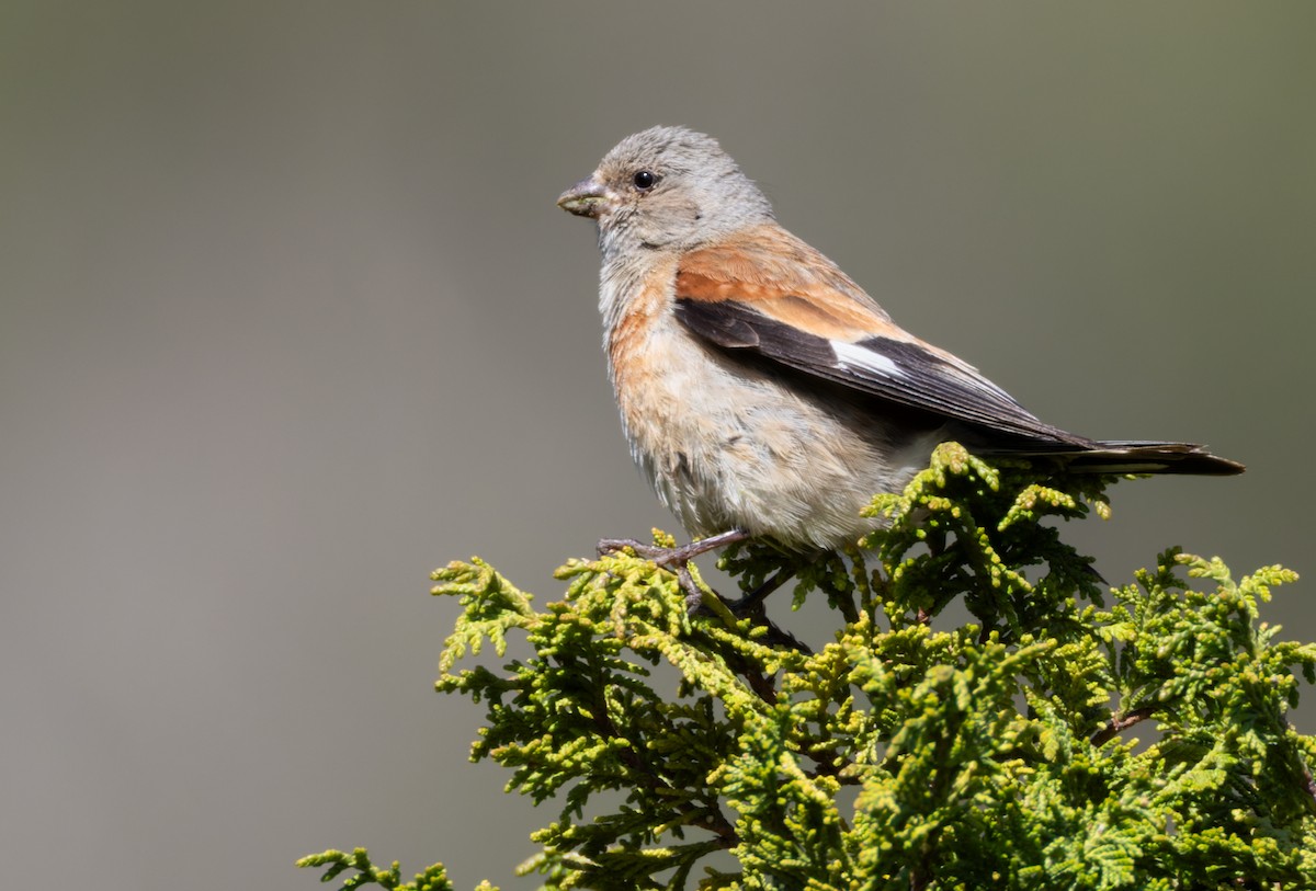 Yemen Linnet - ML659599713