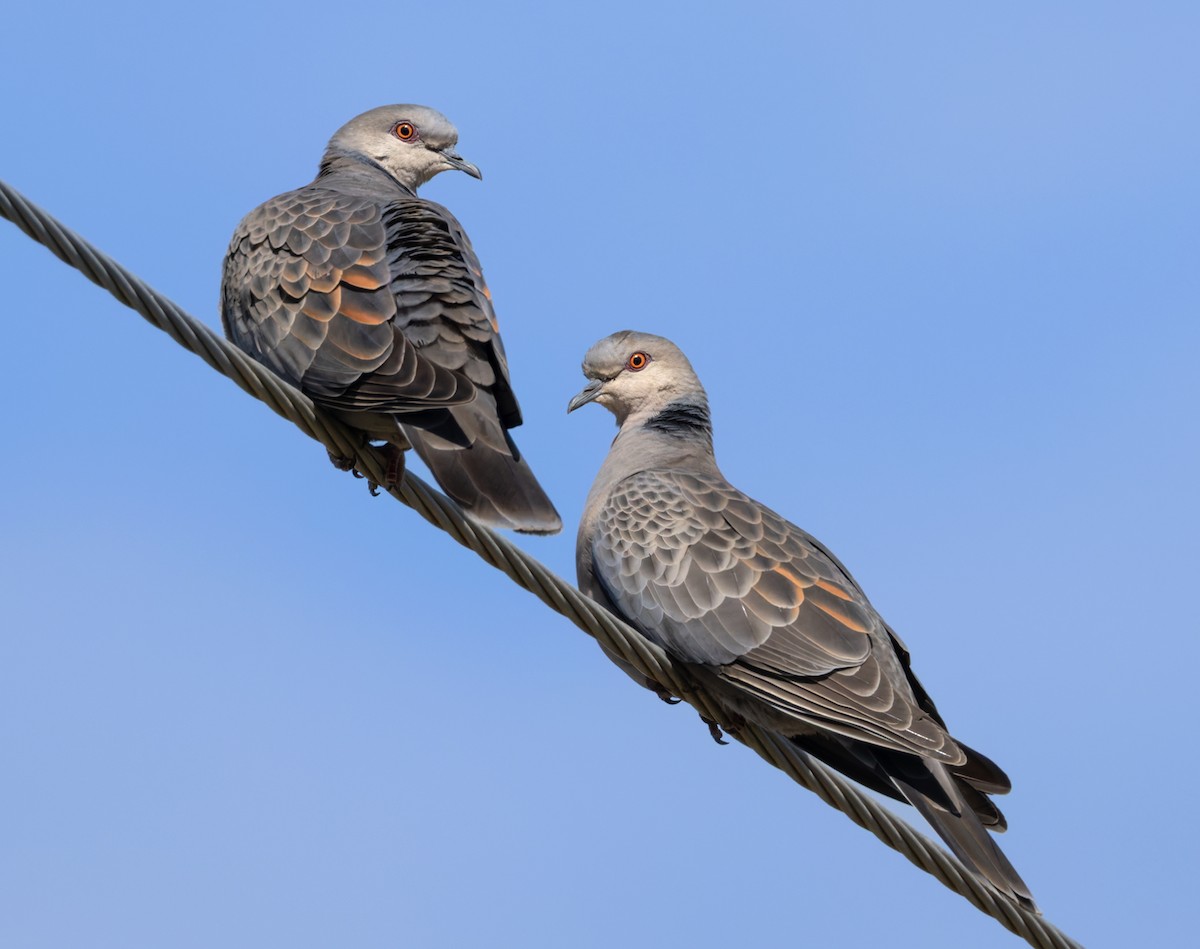 Dusky Turtle-Dove - ML659599714