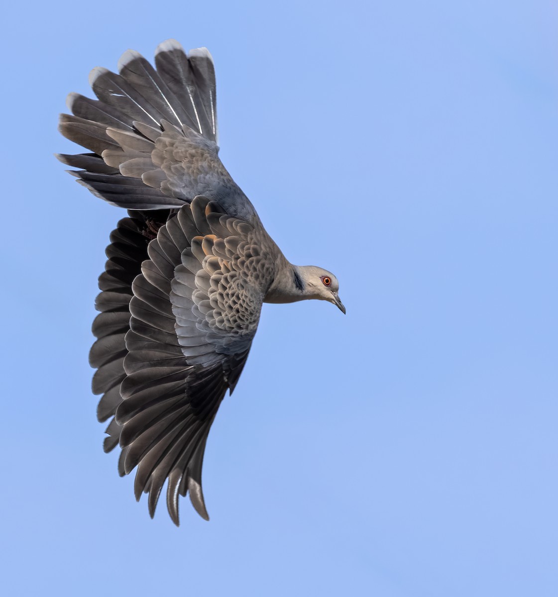 Dusky Turtle-Dove - ML659599715