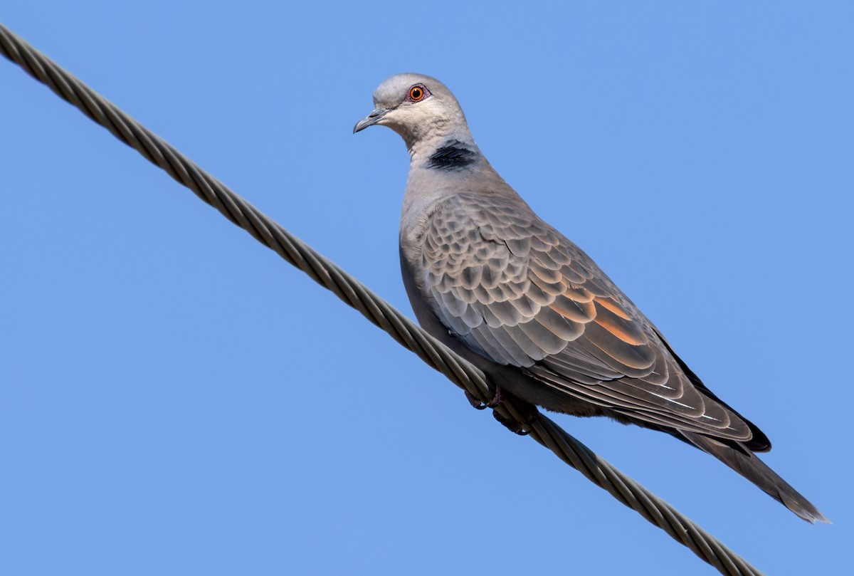 Dusky Turtle-Dove - ML659599716