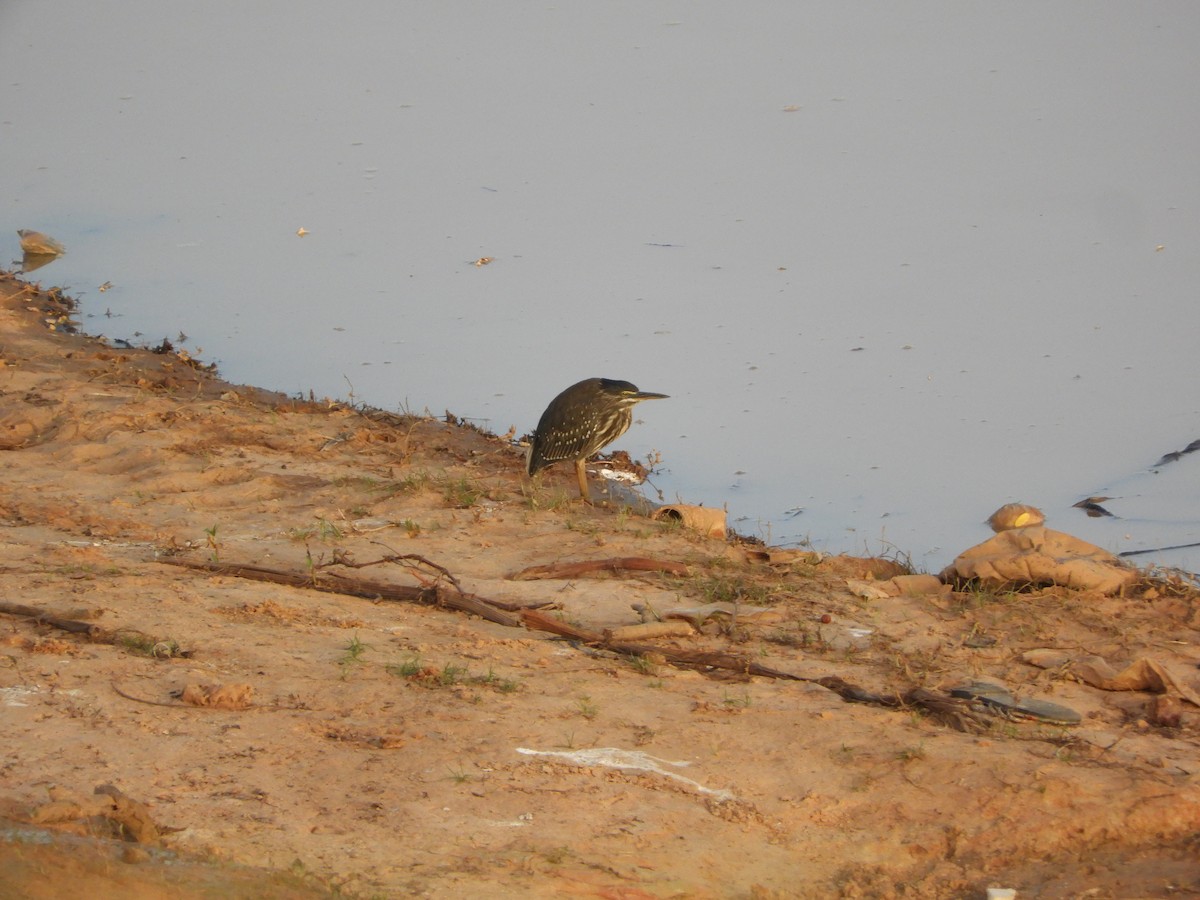 Little Heron - ML659599726