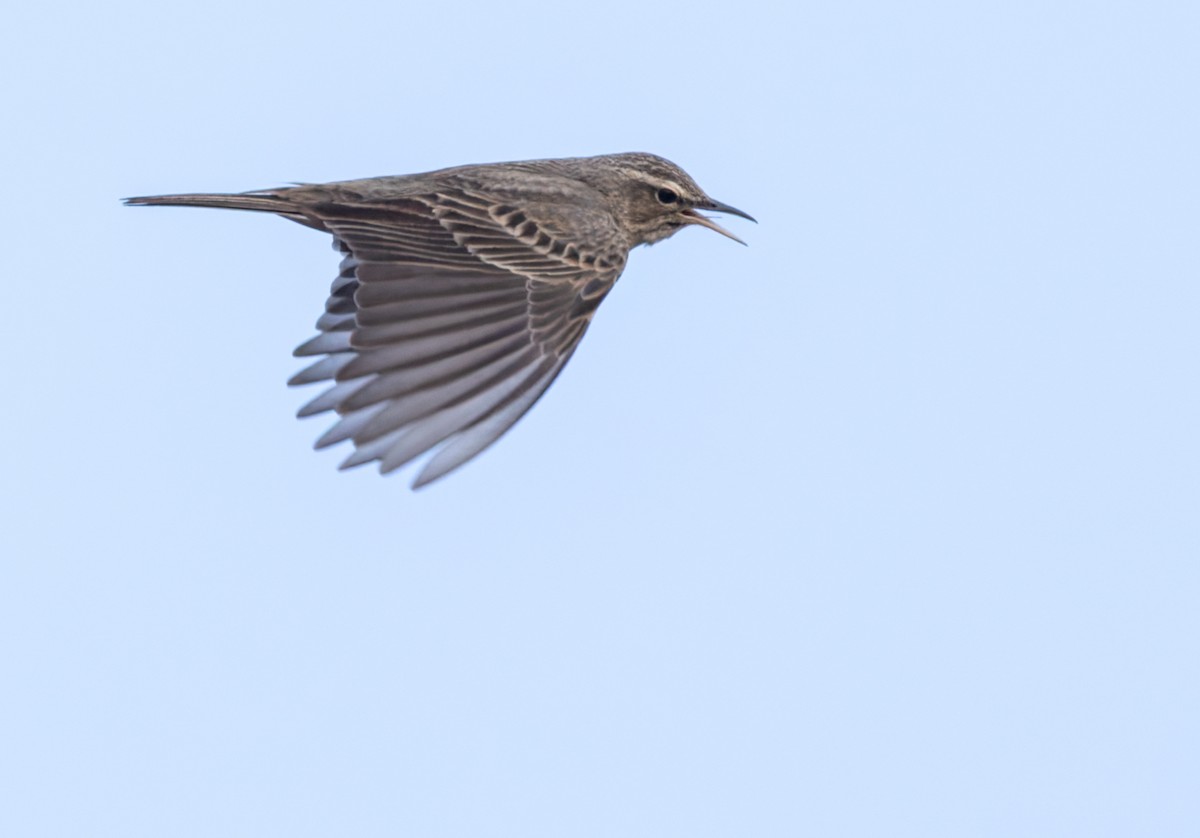 Long-billed Pipit - ML659599799
