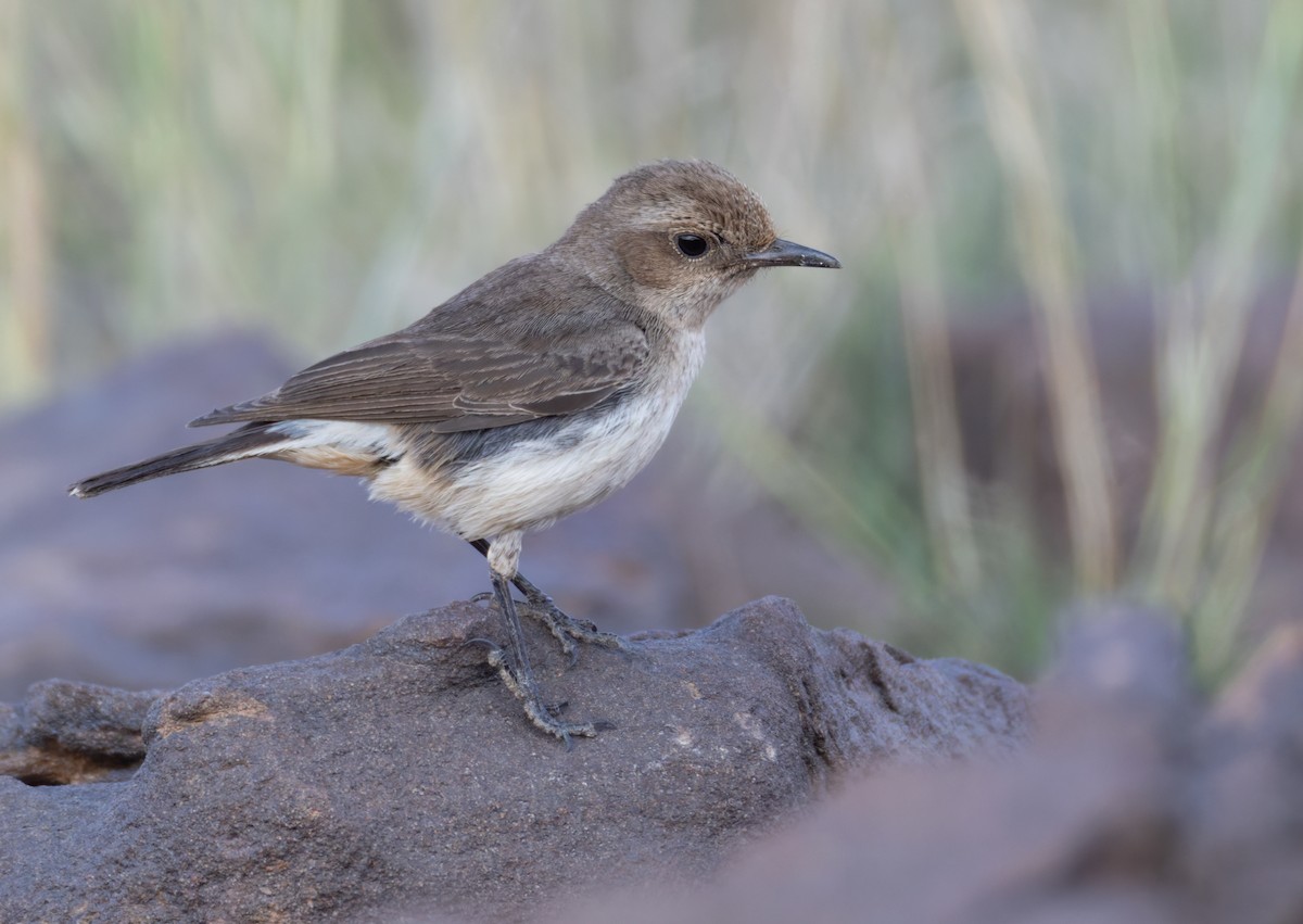 Arabian Wheatear - ML659599801