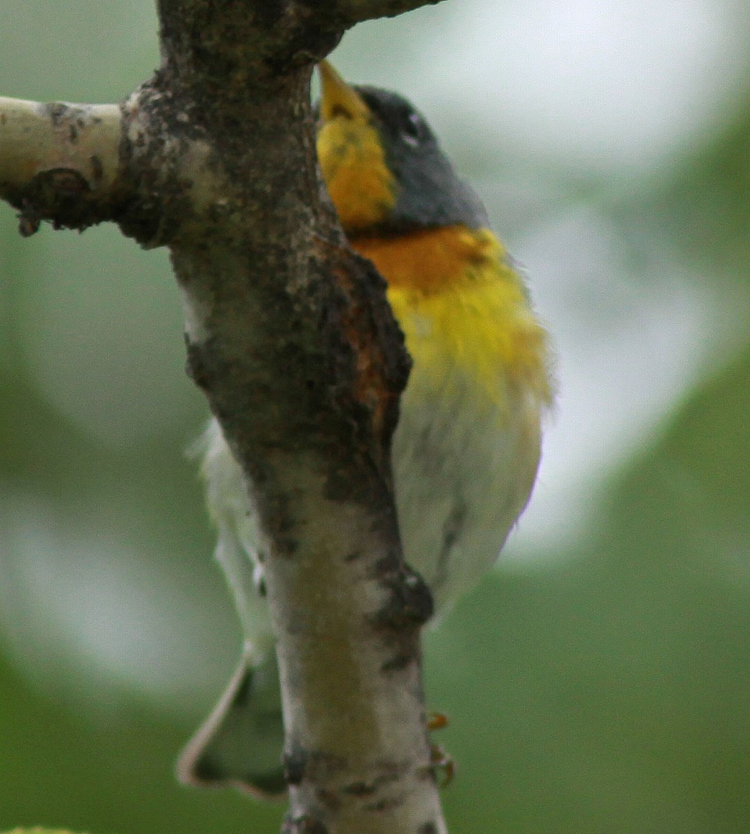 Northern Parula - Gilles Ethier