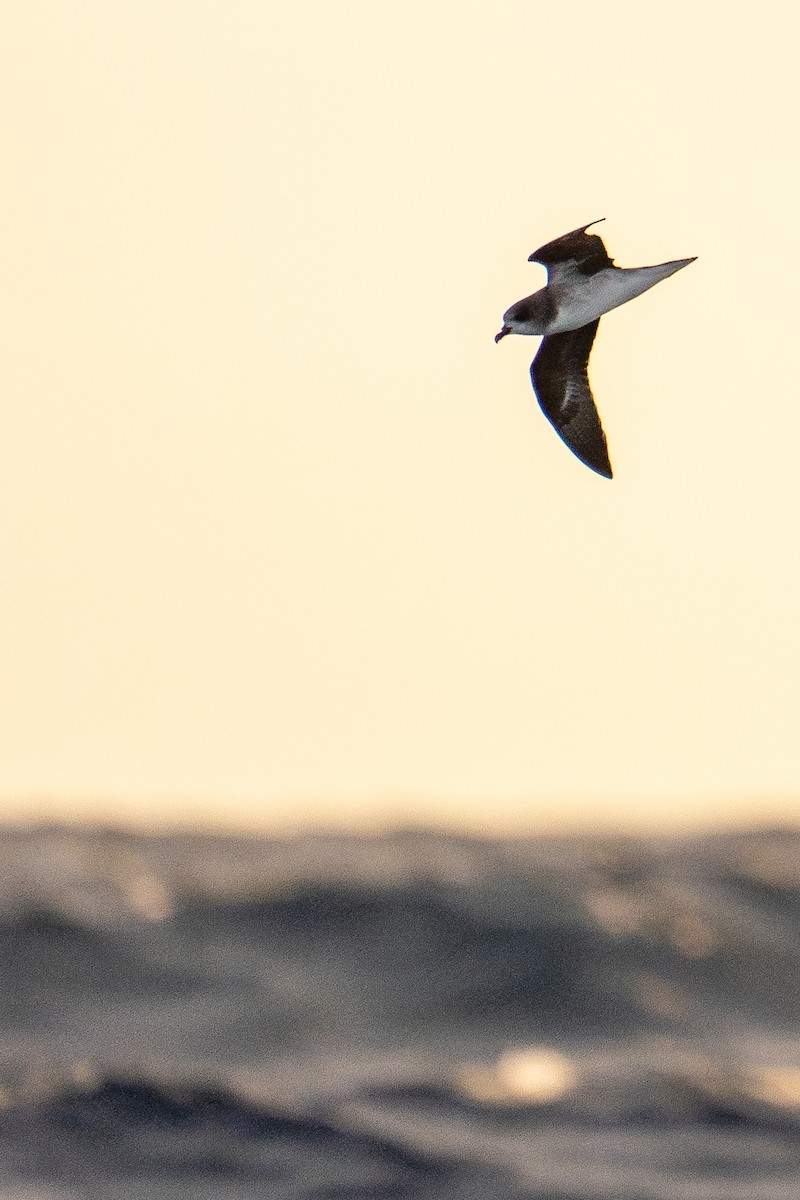 Petrel Freira - ML659604961