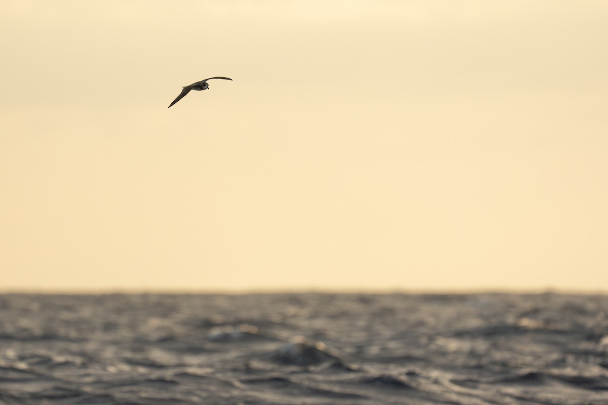 Petrel Freira - ML659604962