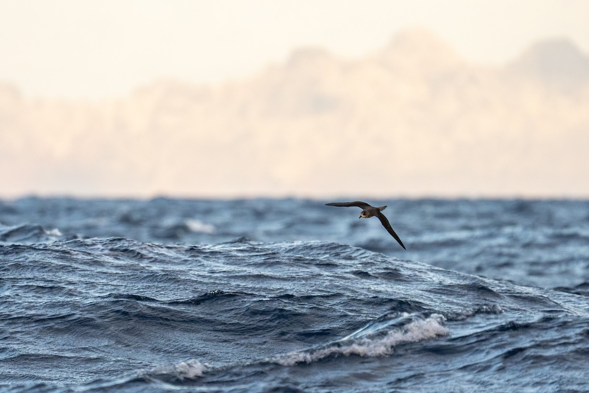 Petrel Freira - ML659604963