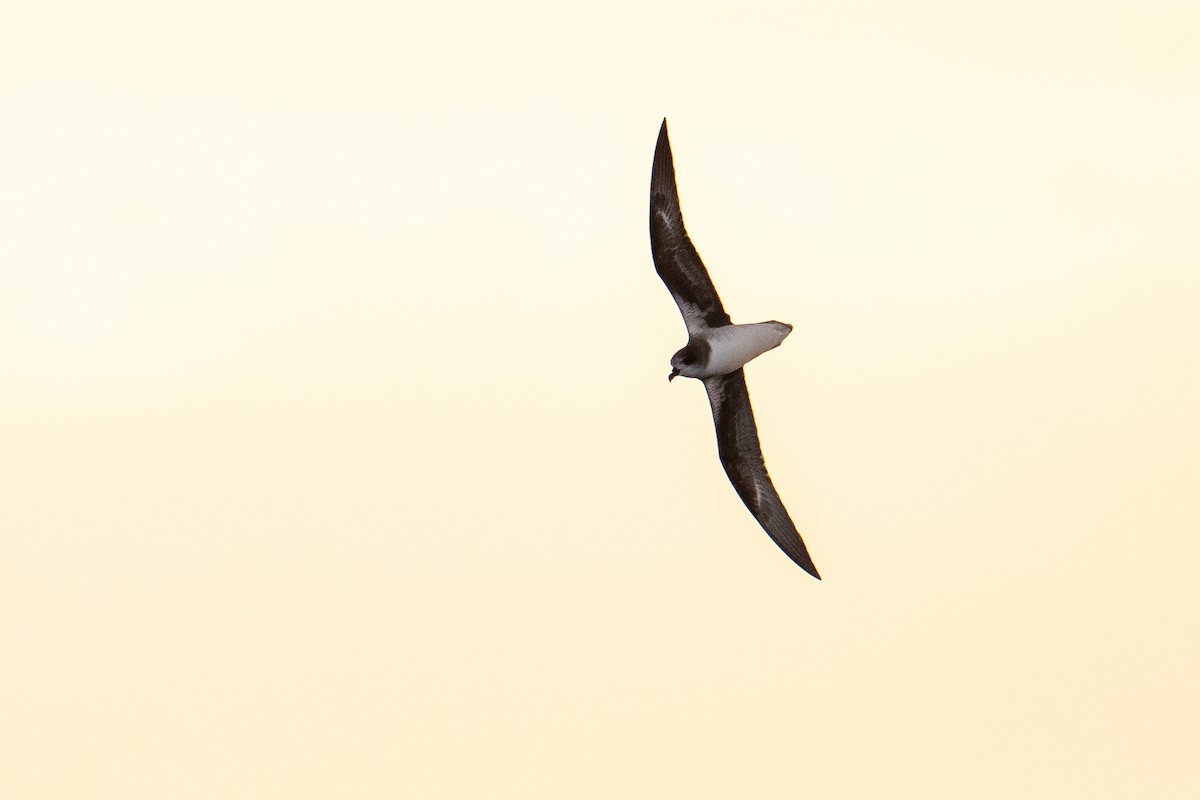 Petrel Freira - ML659604964
