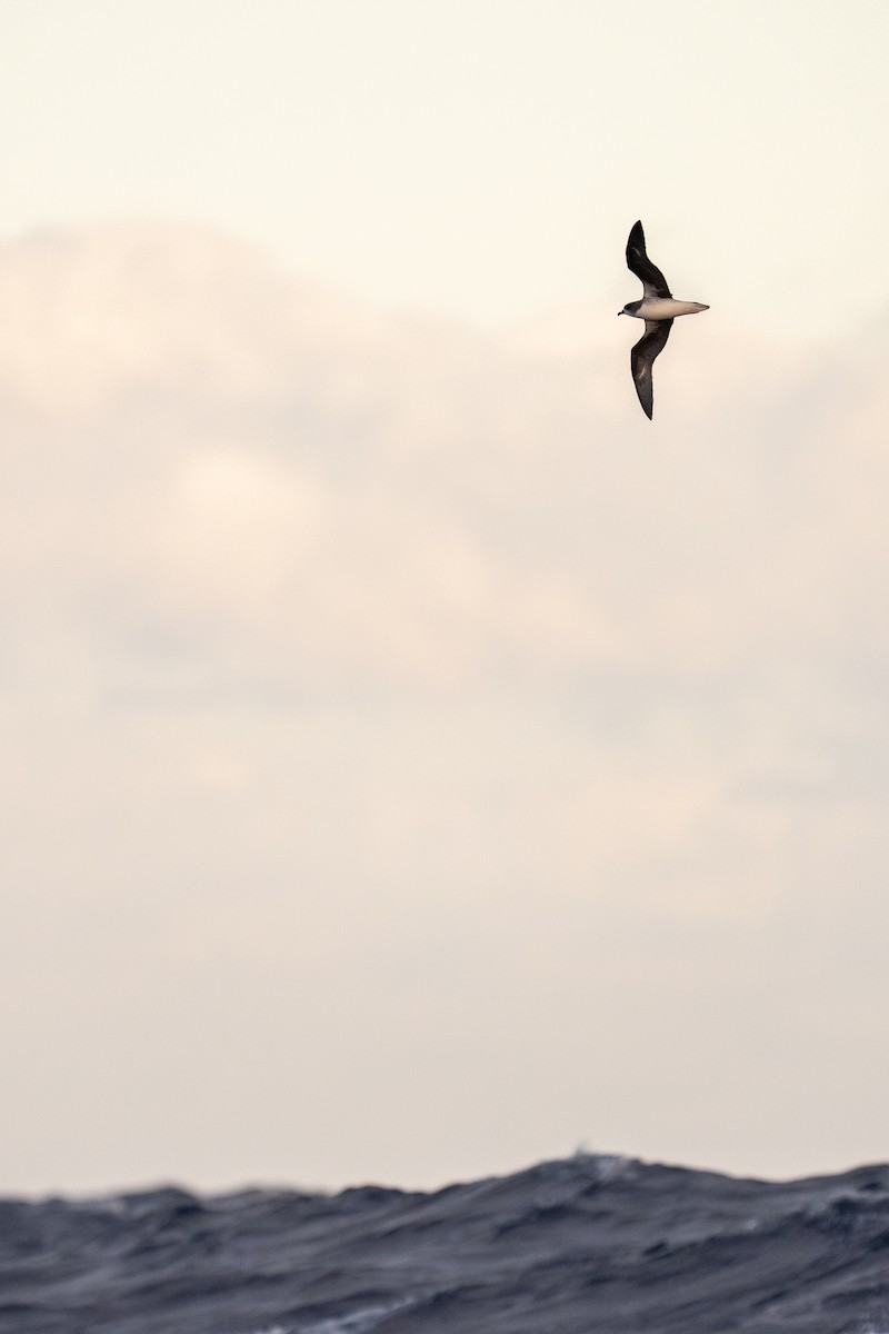 Petrel Freira - ML659604965