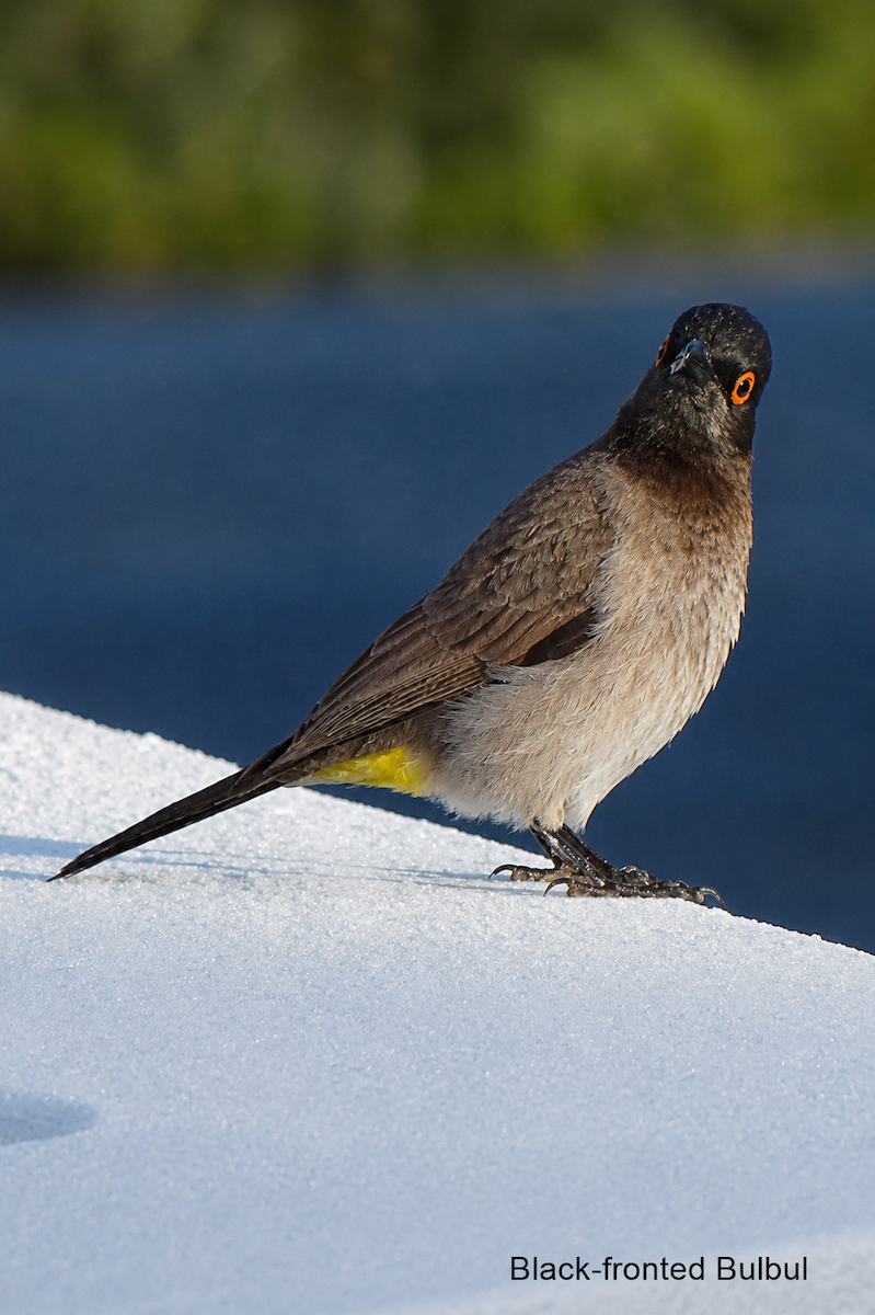 Black-fronted Bulbul - ML659606292