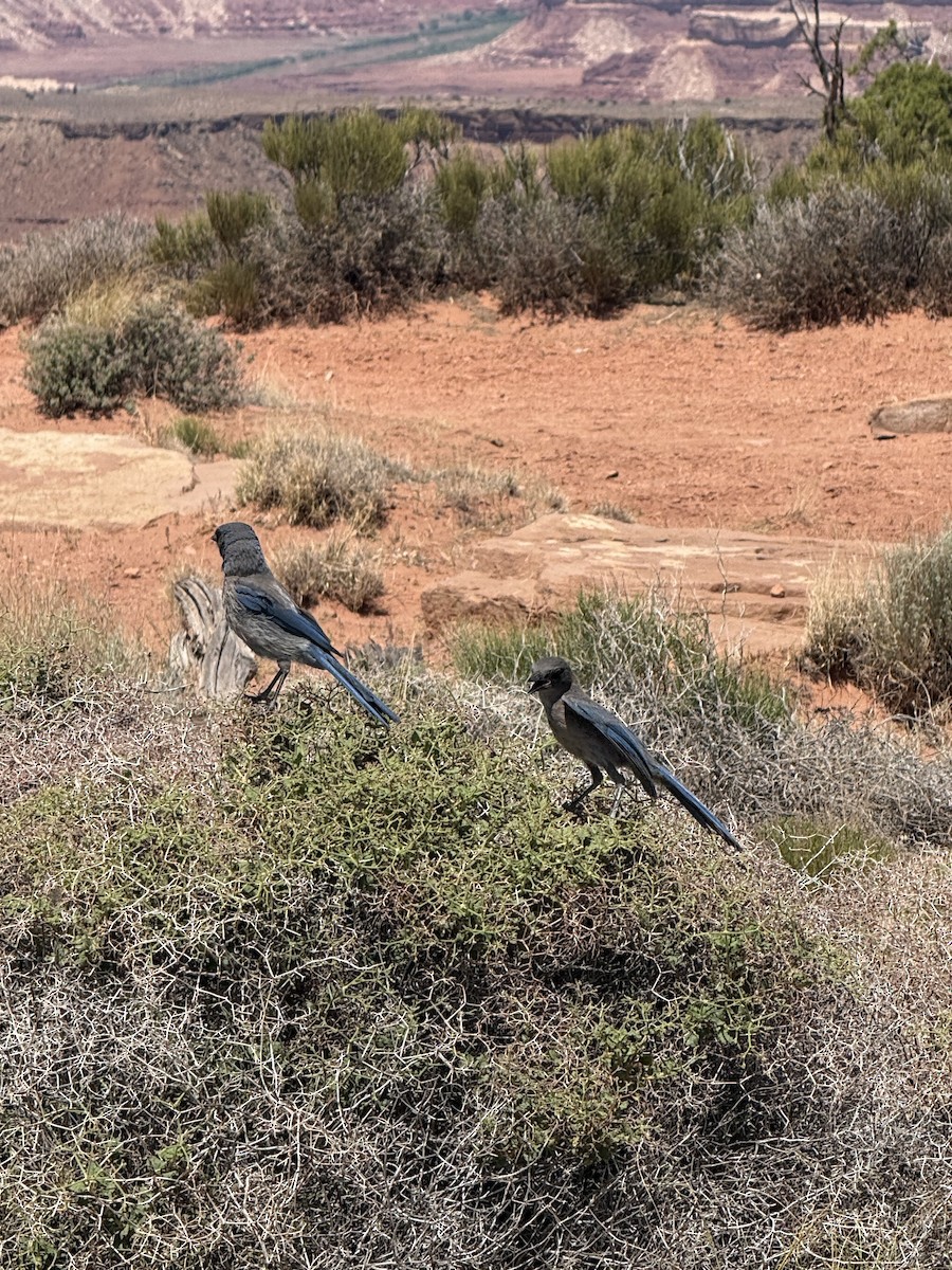 Woodhouse's Scrub-Jay - ML659606611