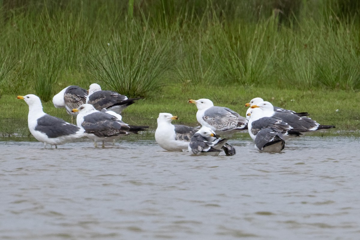 Yellow-legged Gull - ML659606766