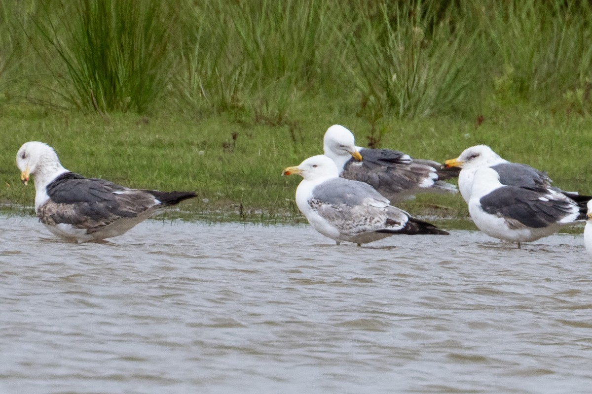 Yellow-legged Gull - ML659606772