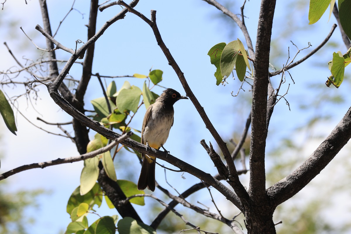 Black-fronted Bulbul - ML659607151