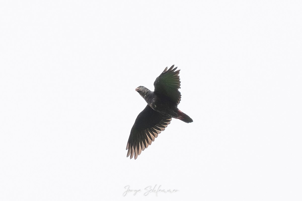 Speckle-faced Parrot - ML659608088