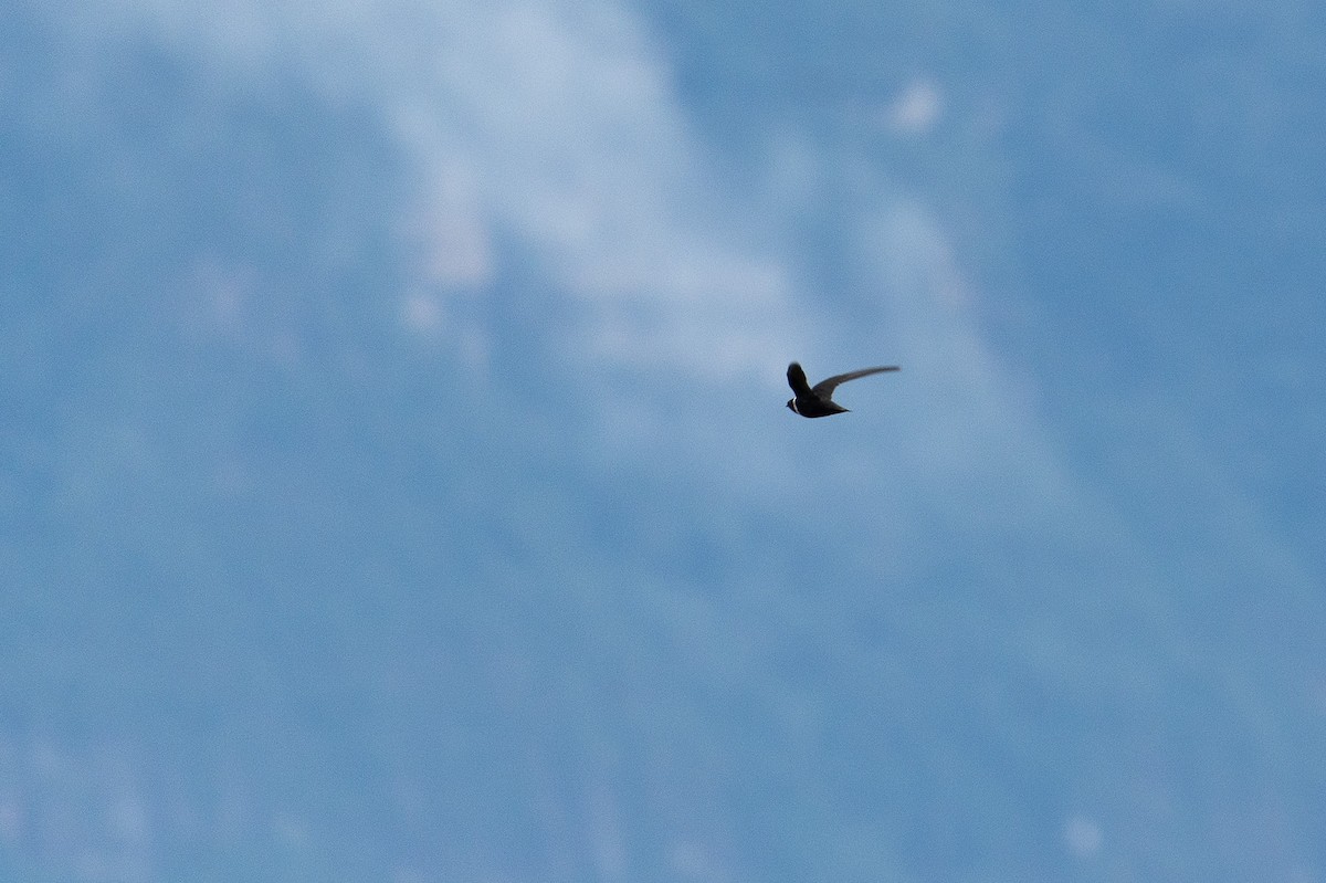 White-collared Swift - ML659609206