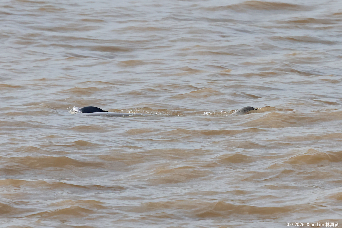 Indo-Pacific Finless Porpoise - ML659609224