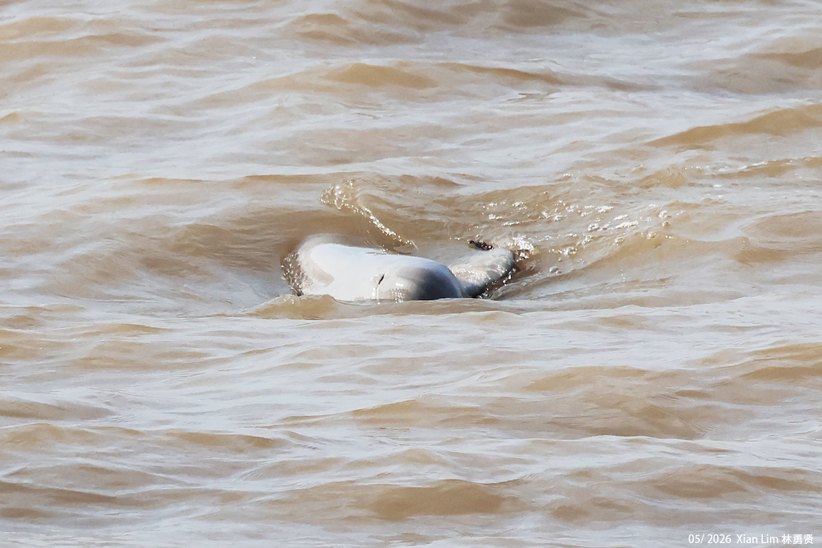 Indo-Pacific Finless Porpoise - ML659609225